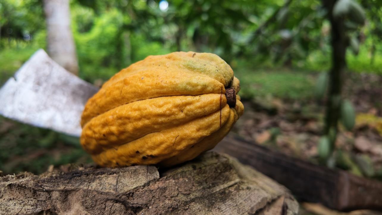 Cabosse de cacao mûre posée sur une souche