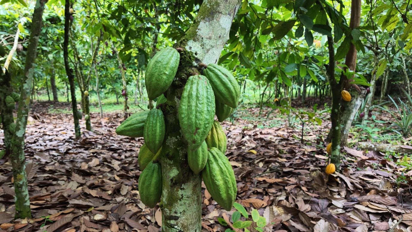 Cabosses de cacao sur le tronc d'un cacaoyer